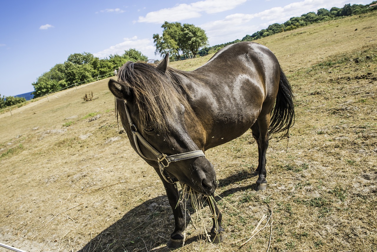 horse  animal  coupling free photo