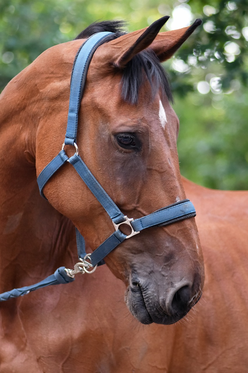 horse  mare  head free photo