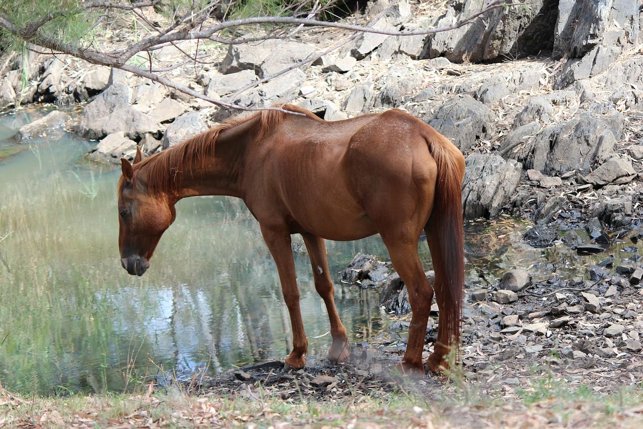 horse  waterhole  rural free photo
