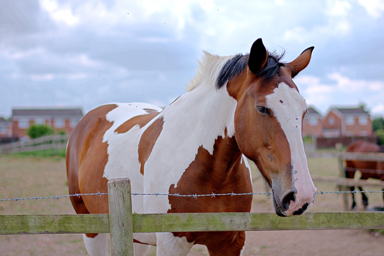 horse  horses  field free photo