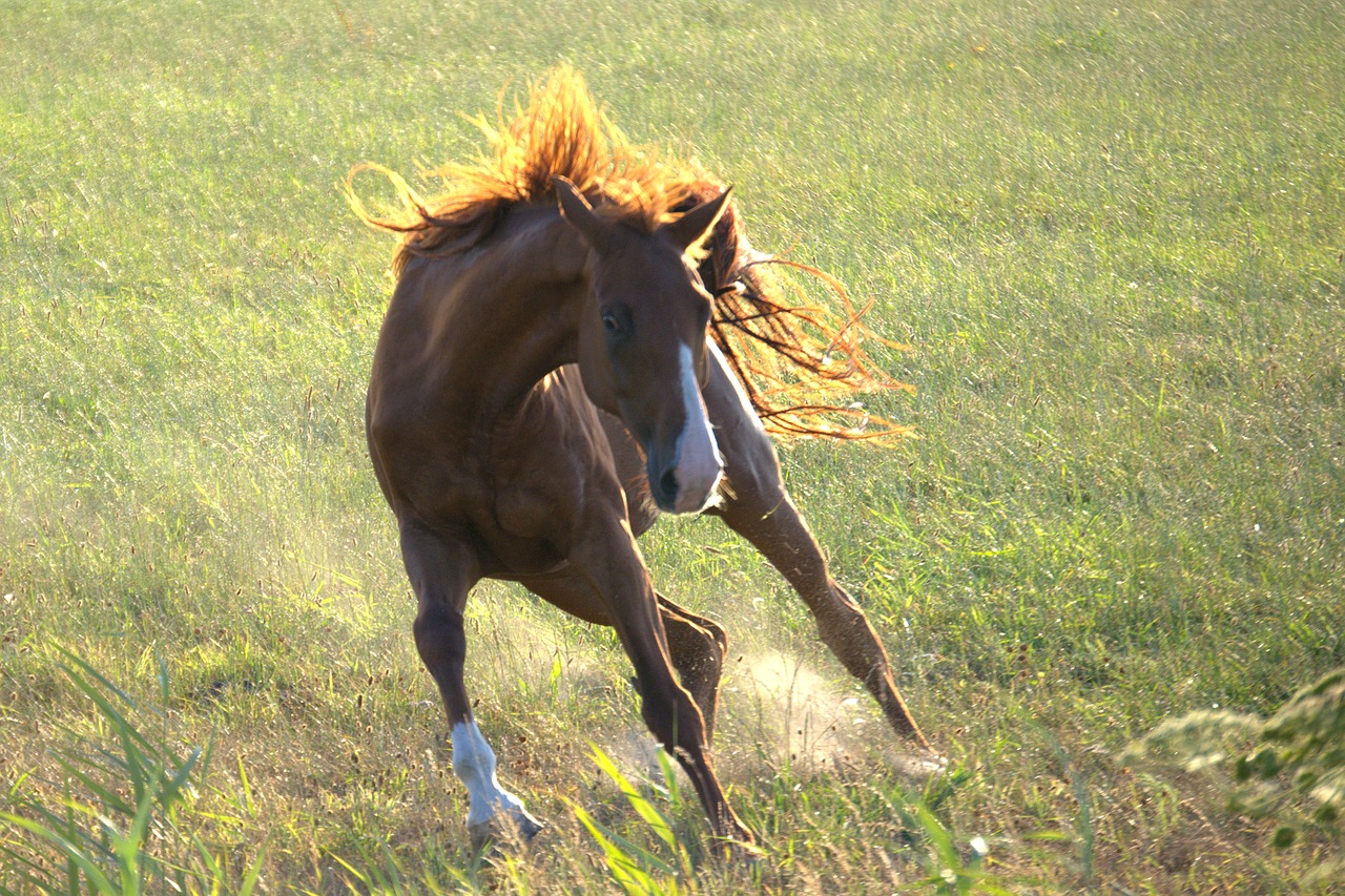 horse  texel  pasture free photo