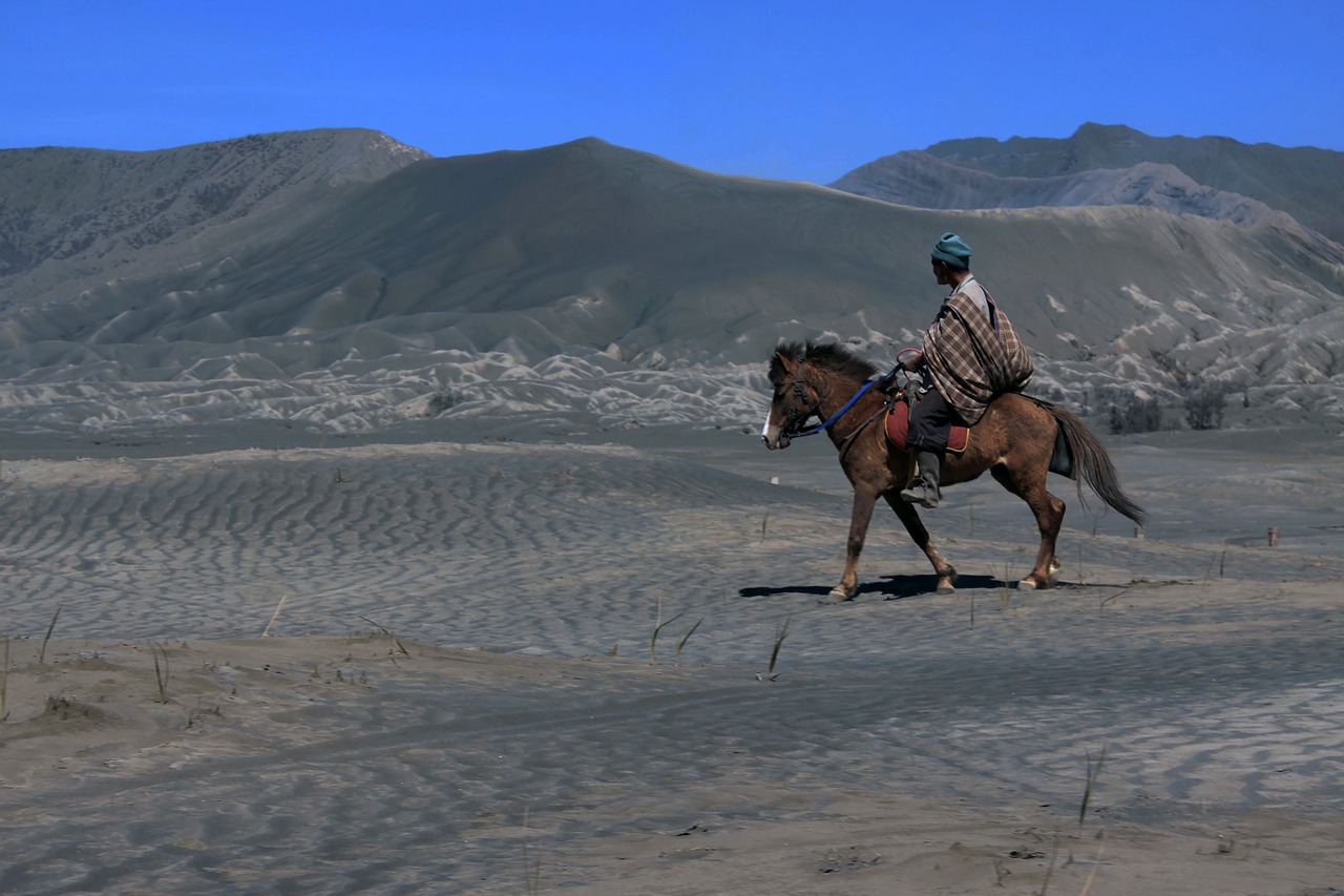 horse  sand  ride free photo