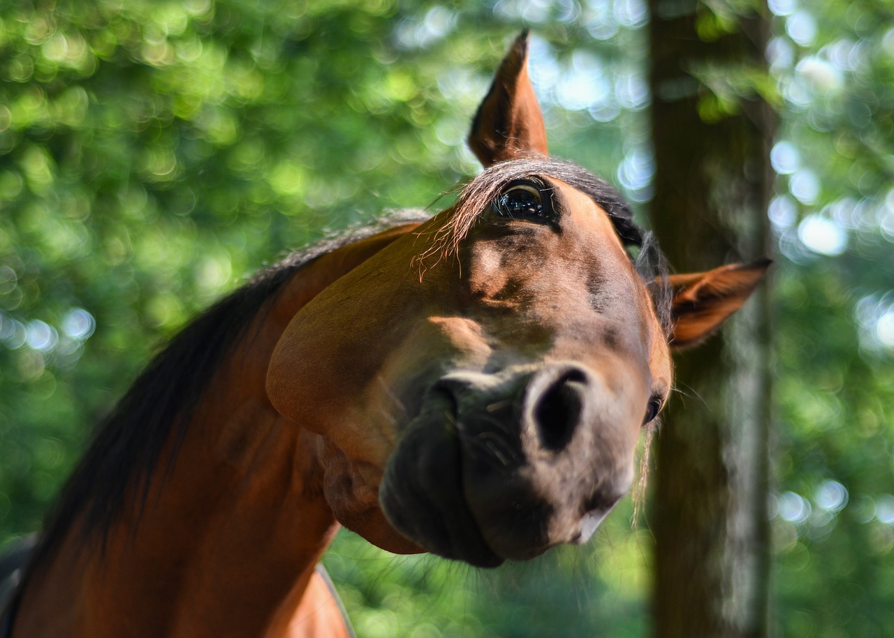 horse  funny  curious free photo