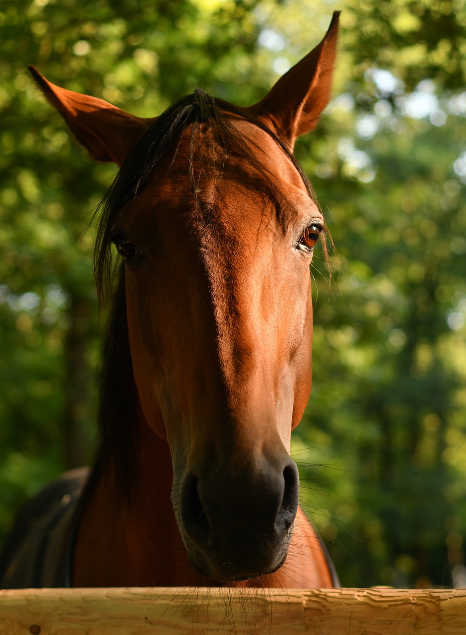 horse  portrait  head free photo