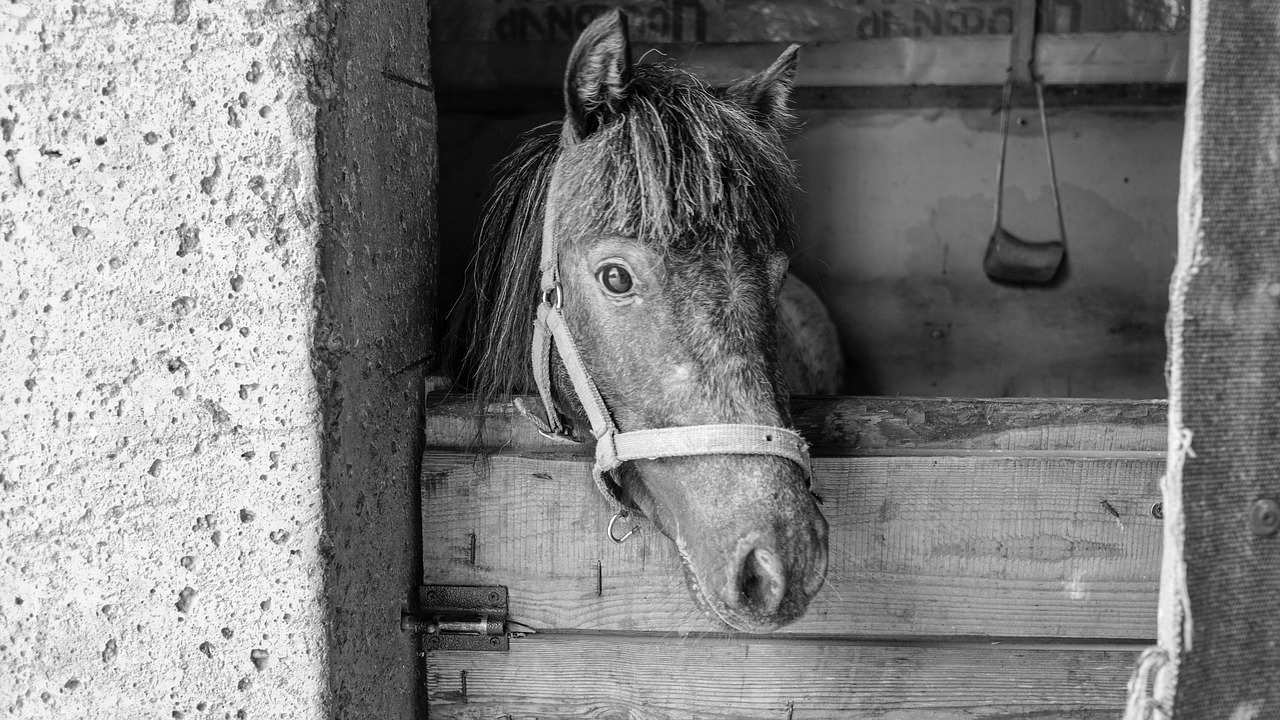 horse  animals  mane free photo