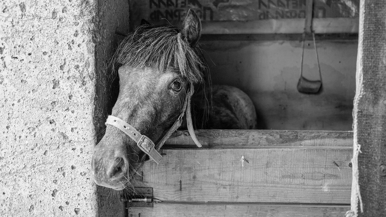 horse  animals  mane free photo