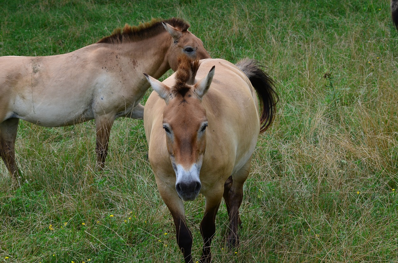 horse  wild  feral free photo