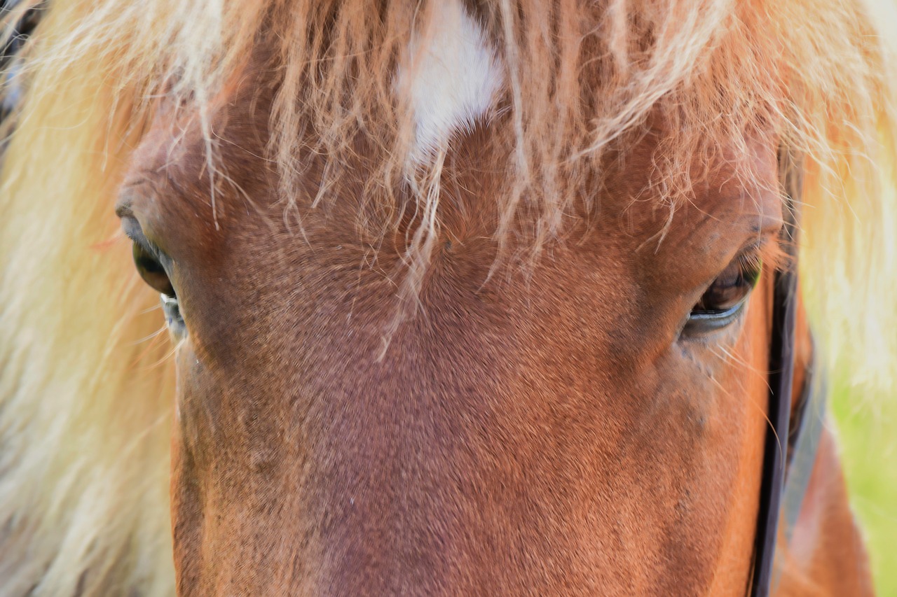 horse  forehead  animal free photo