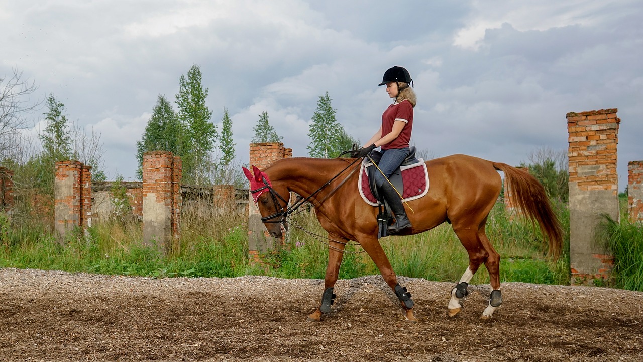 horse  rider  ride free photo