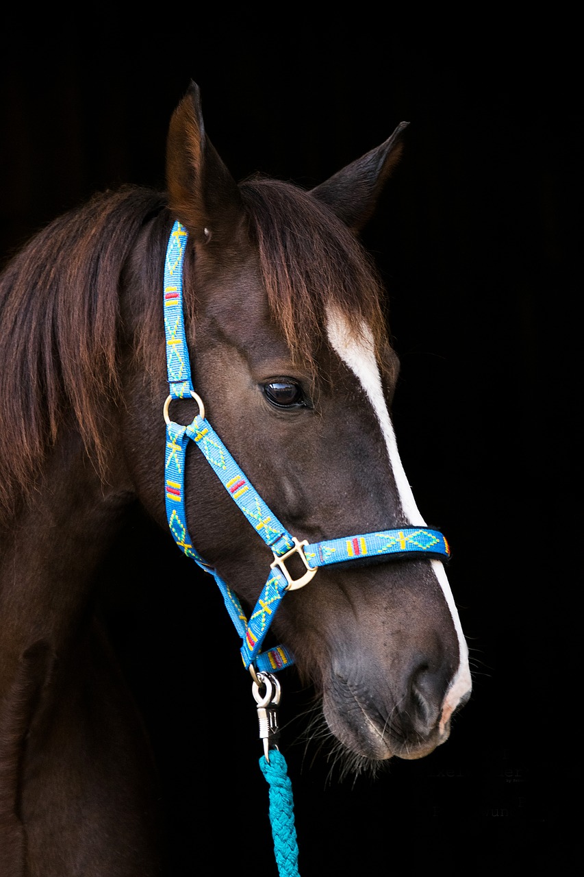 horse  brown  halter free photo