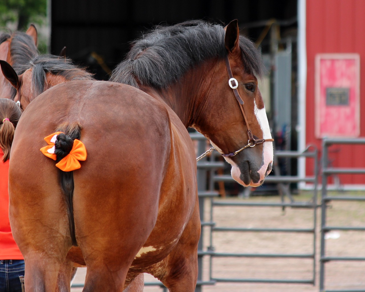 horse  draft  animal free photo