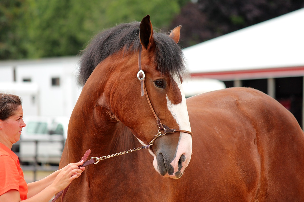 horse  animal  draft free photo