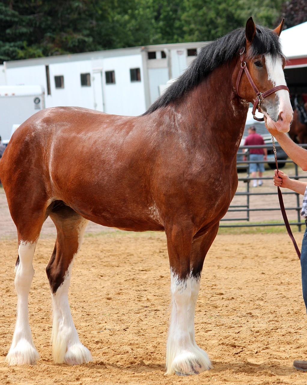 horse  clydesdale  purebred free photo