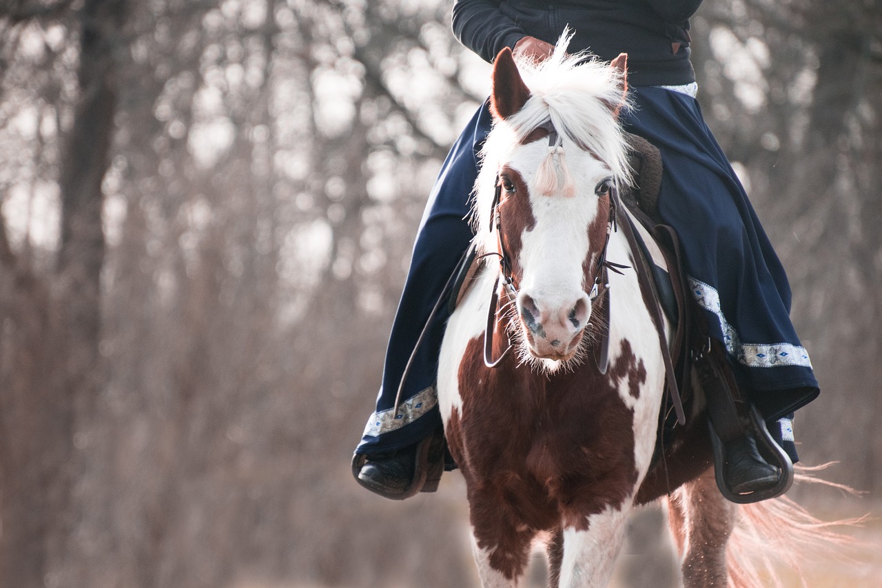 horse  pony  lewitzer free photo