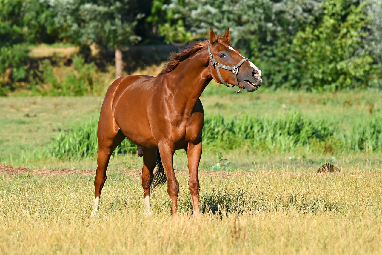 horse  animal  mammal free photo