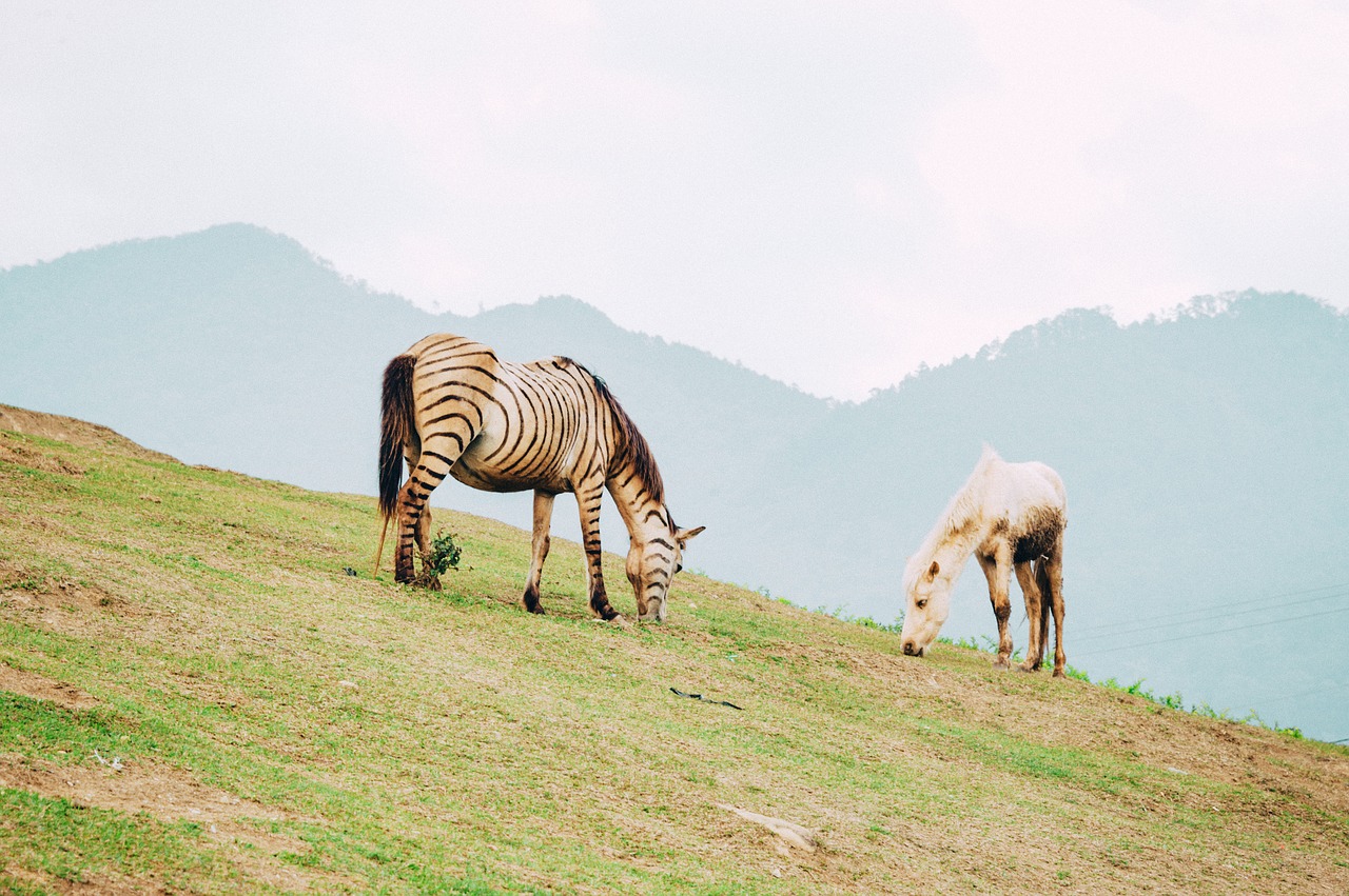 horse  natural  mountain free photo