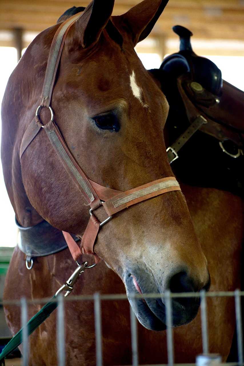 horse  farm  nature free photo