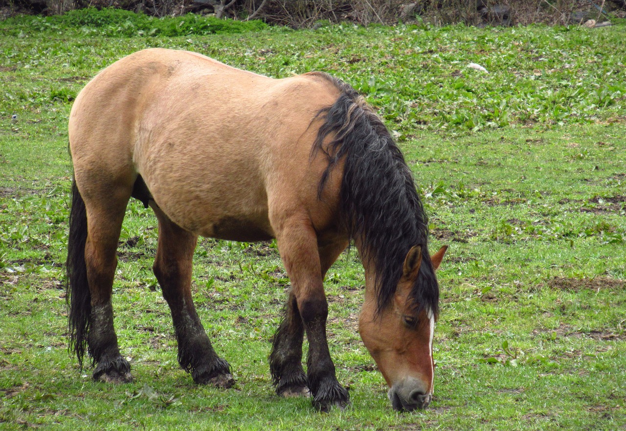 horse  nature  andorra free photo