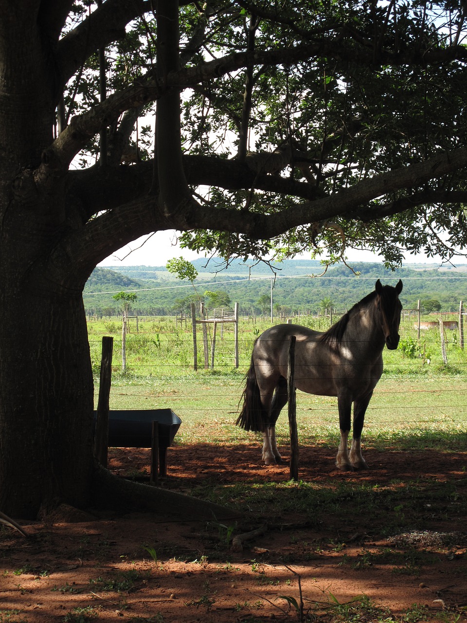 horse backlight farm free photo