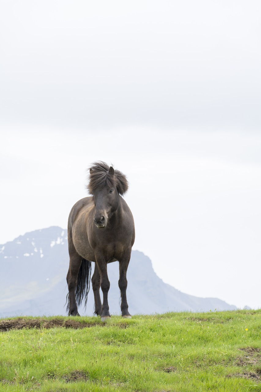 horse  nature  iceland free photo