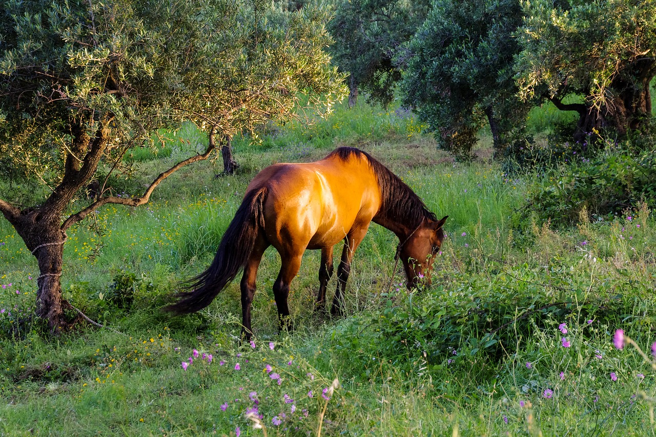 horse  light  sunset free photo