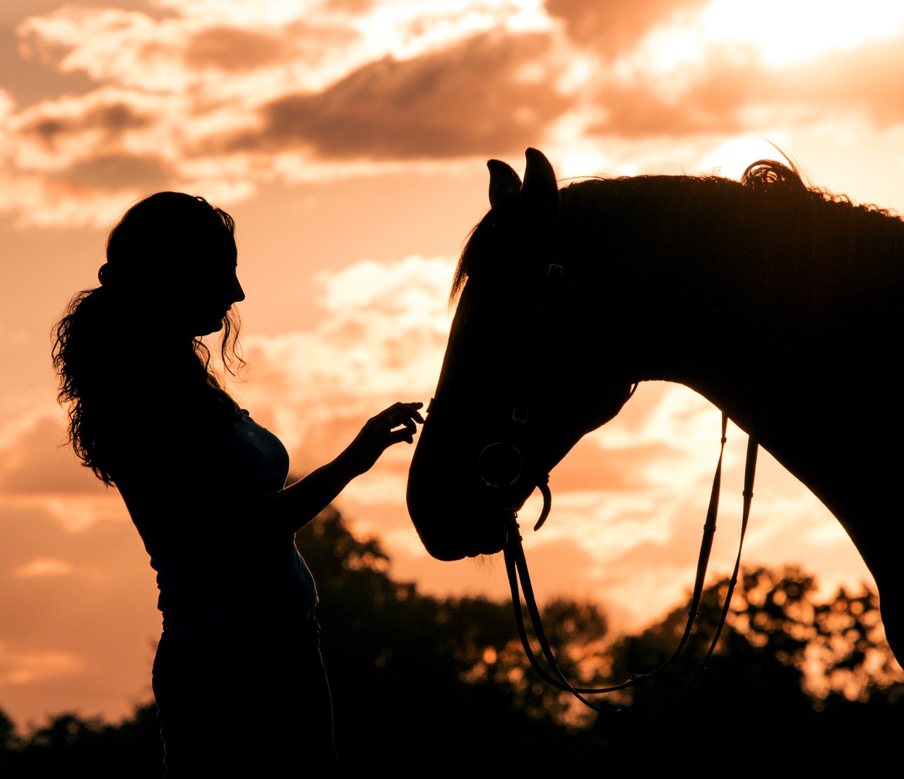 horse  gentle  animal free photo