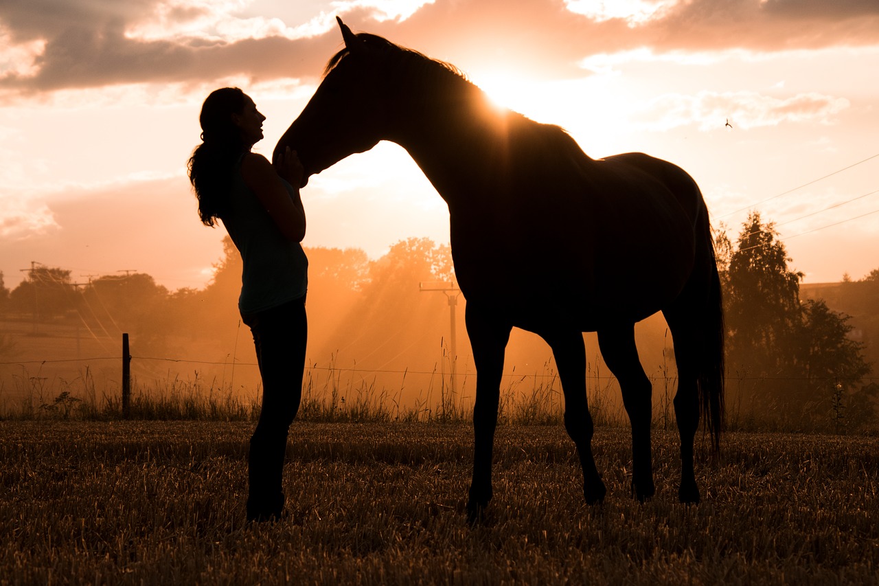 horse  human  animal free photo