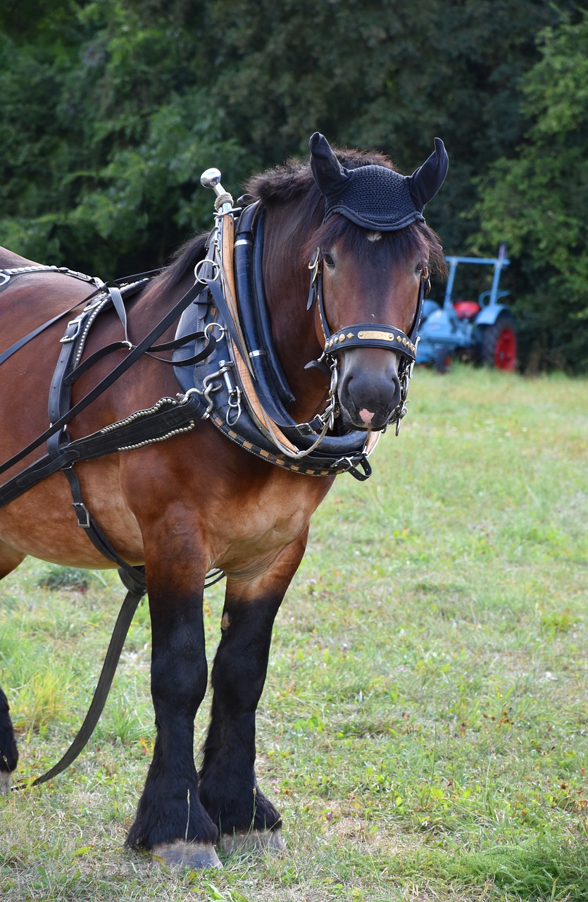 horse  horse with a harness  fuhrmann free photo