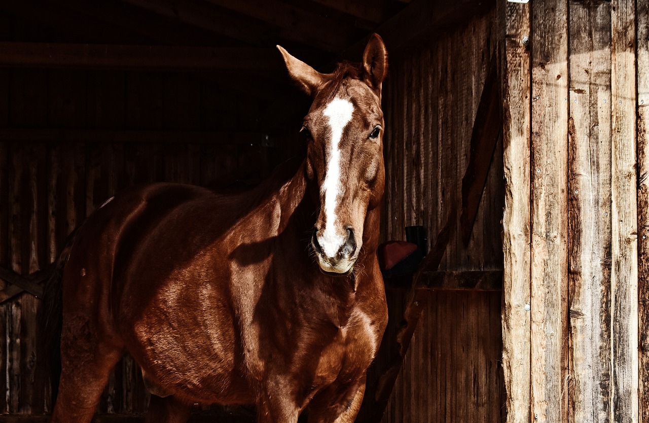 horse  brown  animal free photo