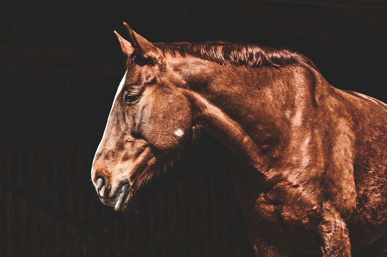 horse  brown  animal free photo