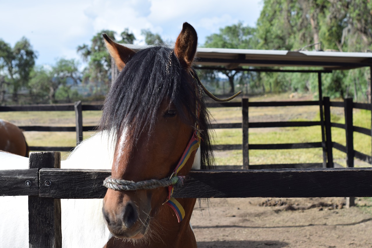 horse  domestic  pets free photo