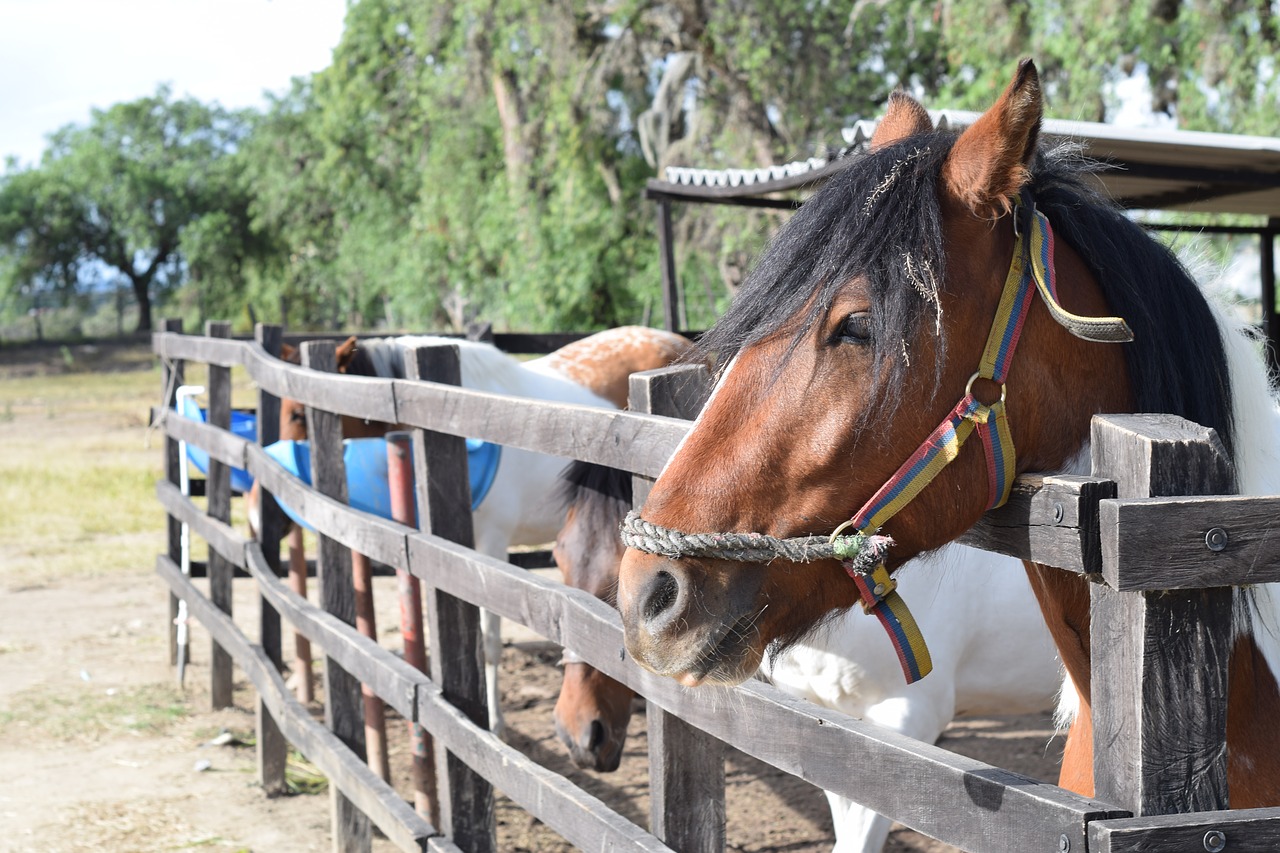 horse  field  rural free photo