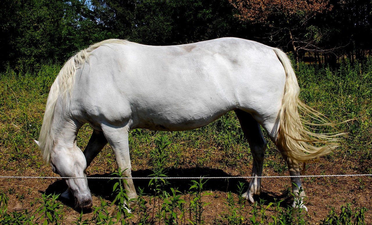 horse  pasture  white free photo