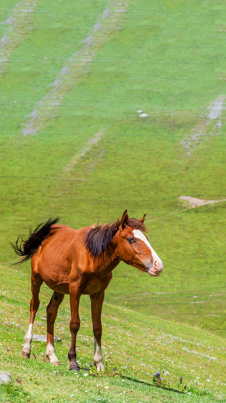 horse  foal  meadow free photo