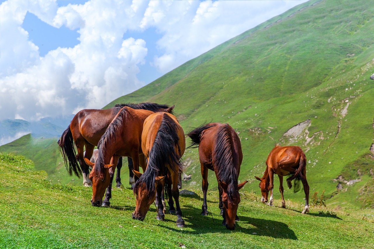 horse  foal  meadow free photo