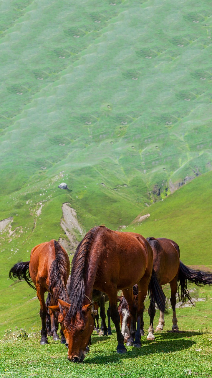 horse  foal  meadow free photo