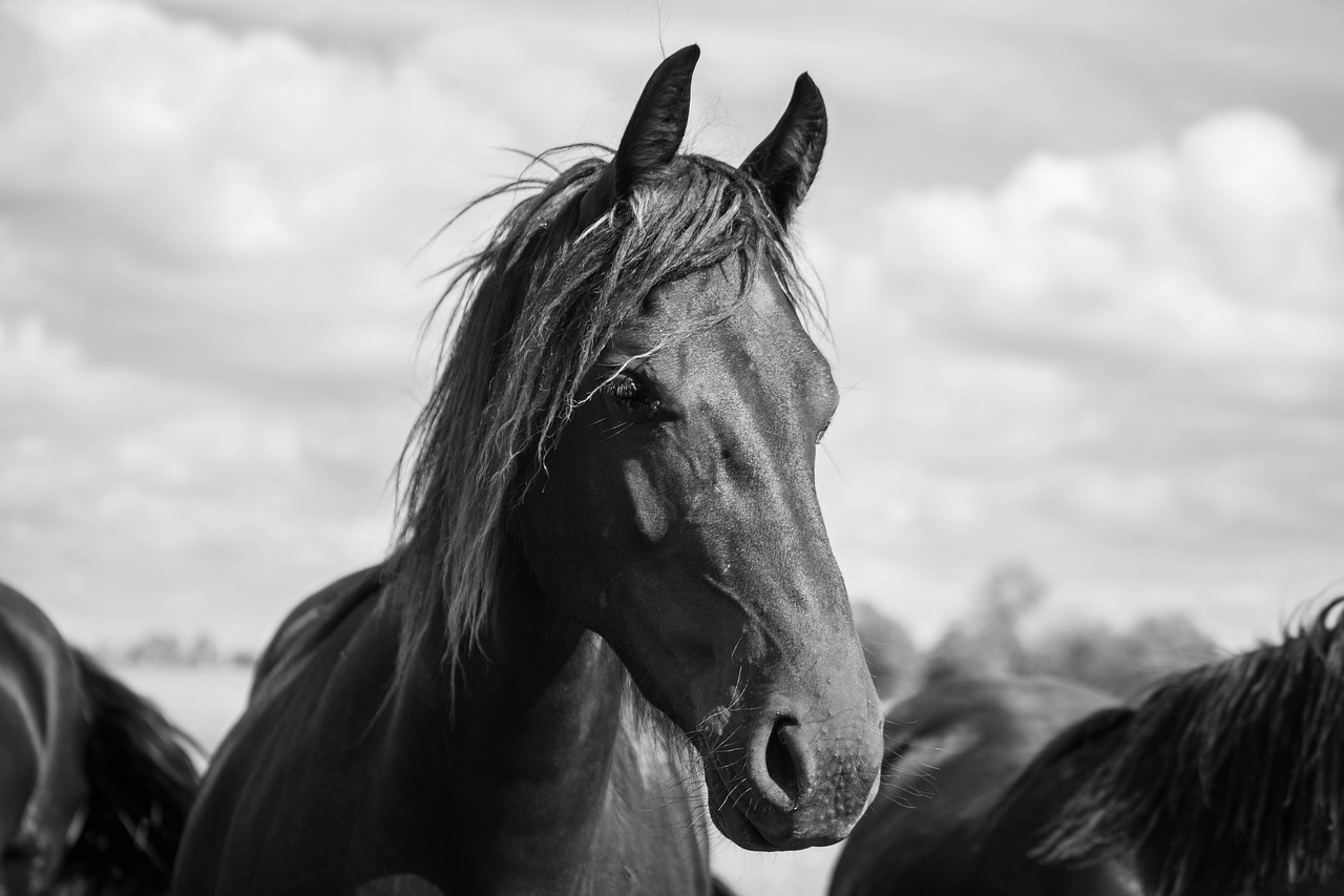 horse  horsehead  friesian horse free photo