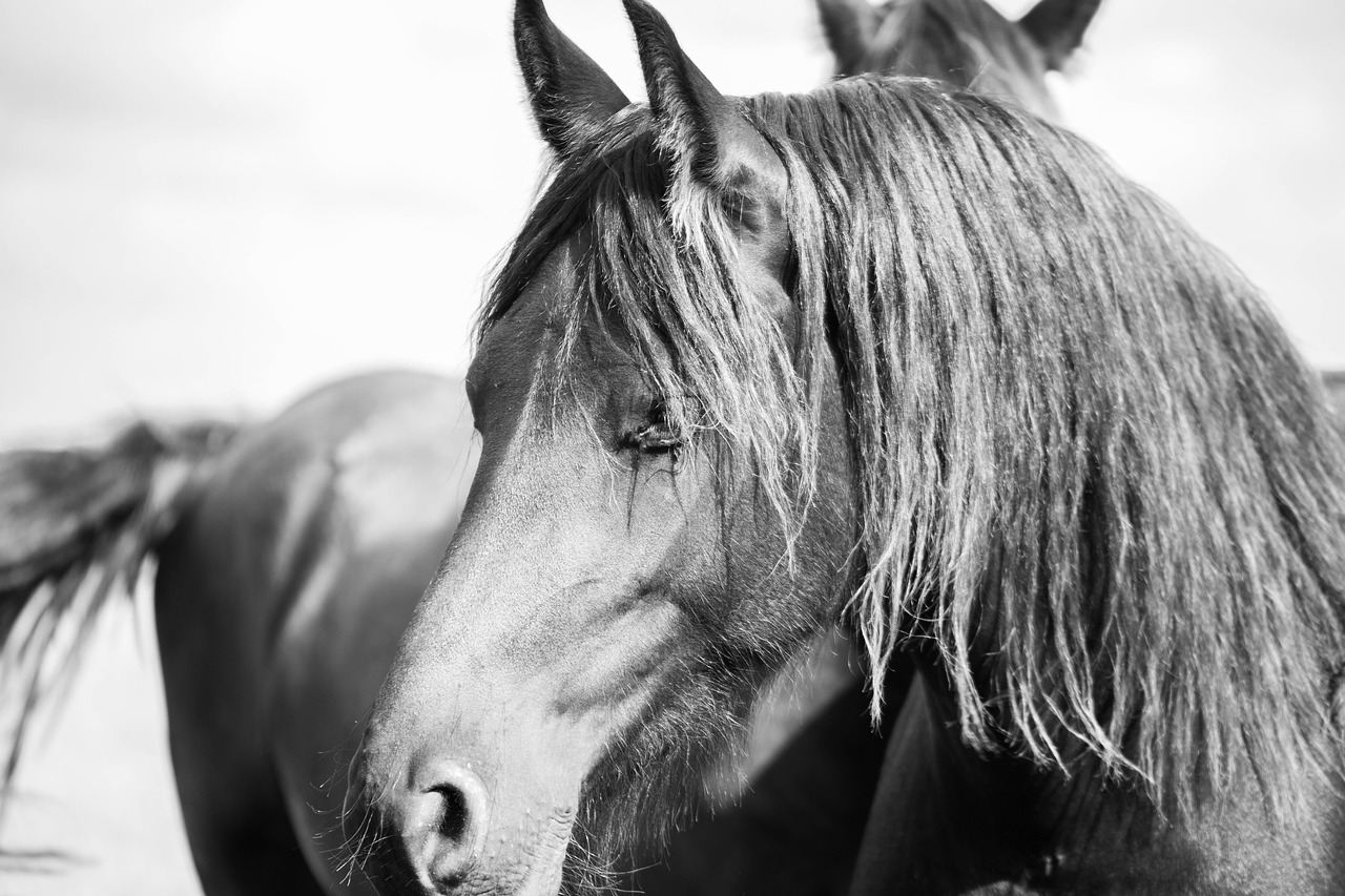 horse  horsehead  friesian horse free photo