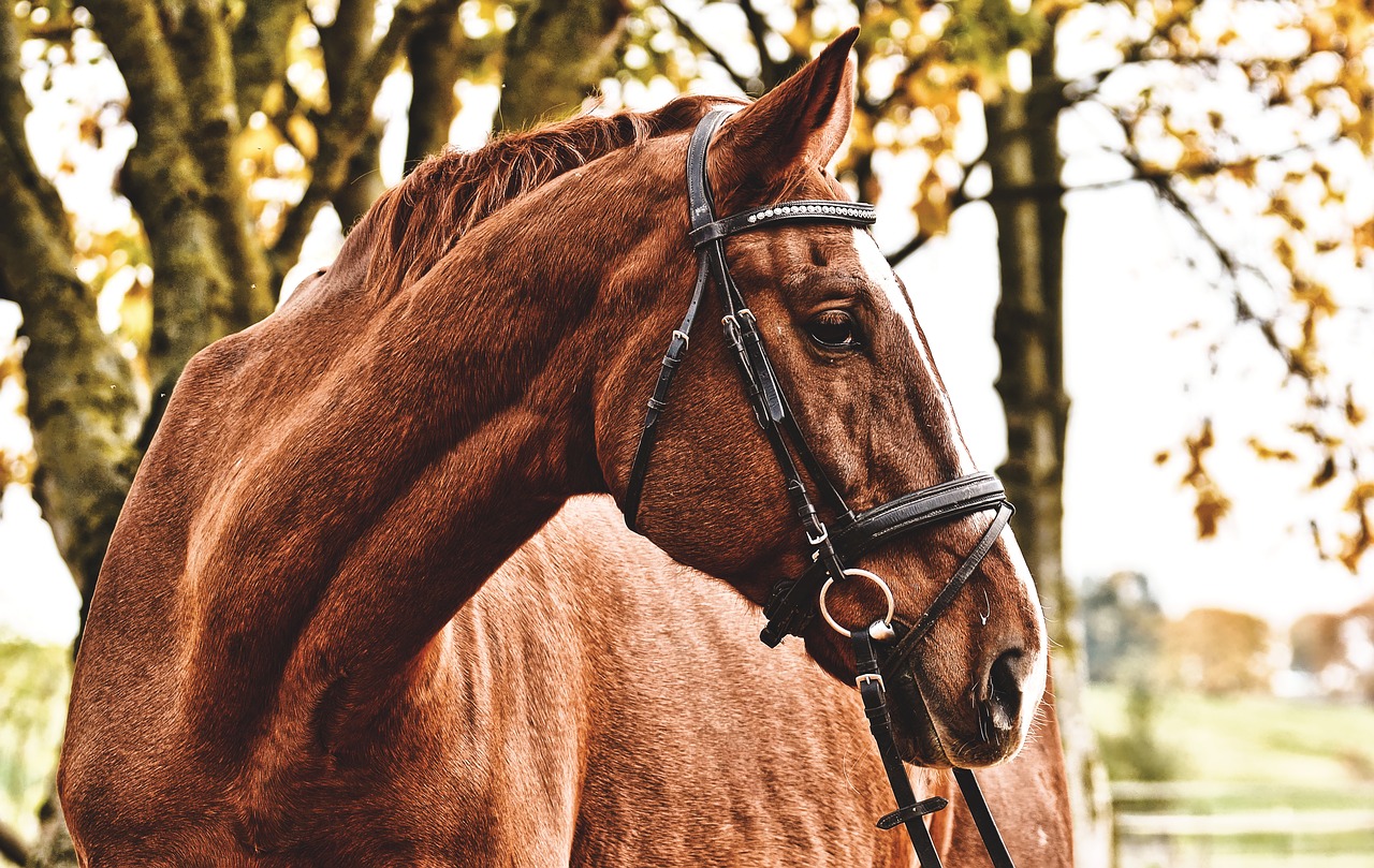 horse  brown  animal free photo