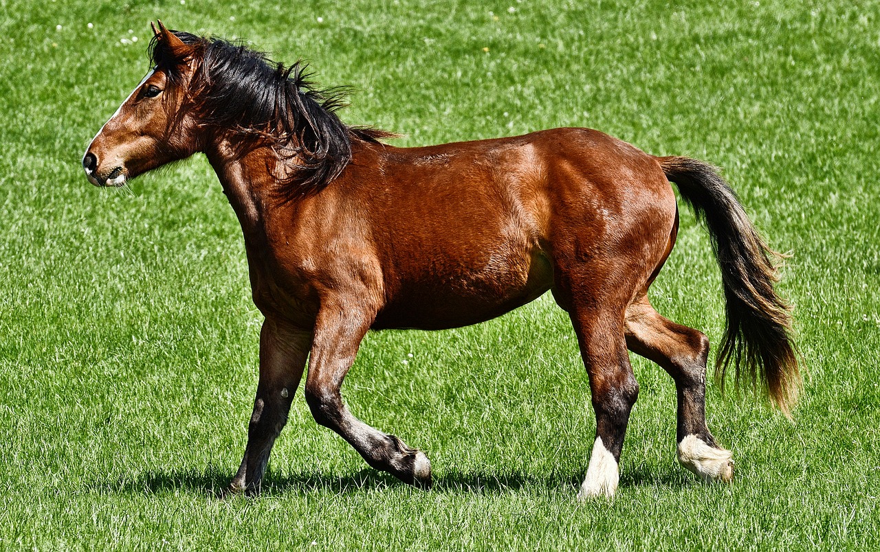 horse  ride  equestrian free photo