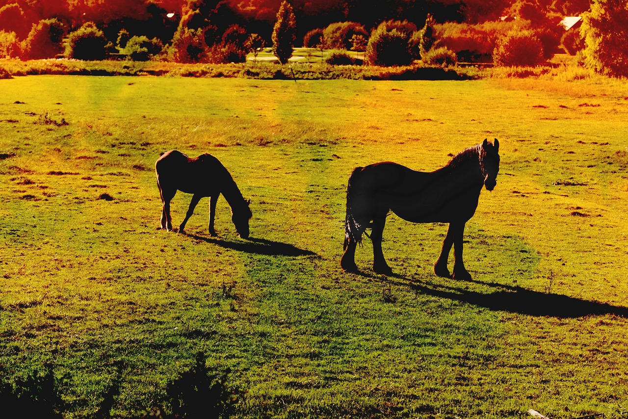 horse  animal  mammal free photo
