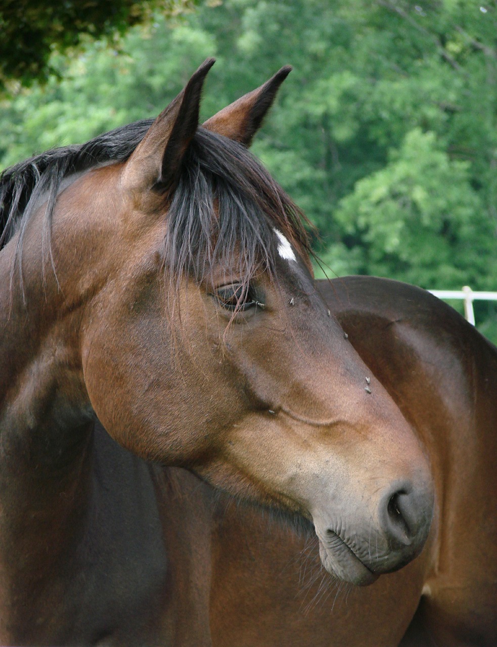 horse animals portrait free photo