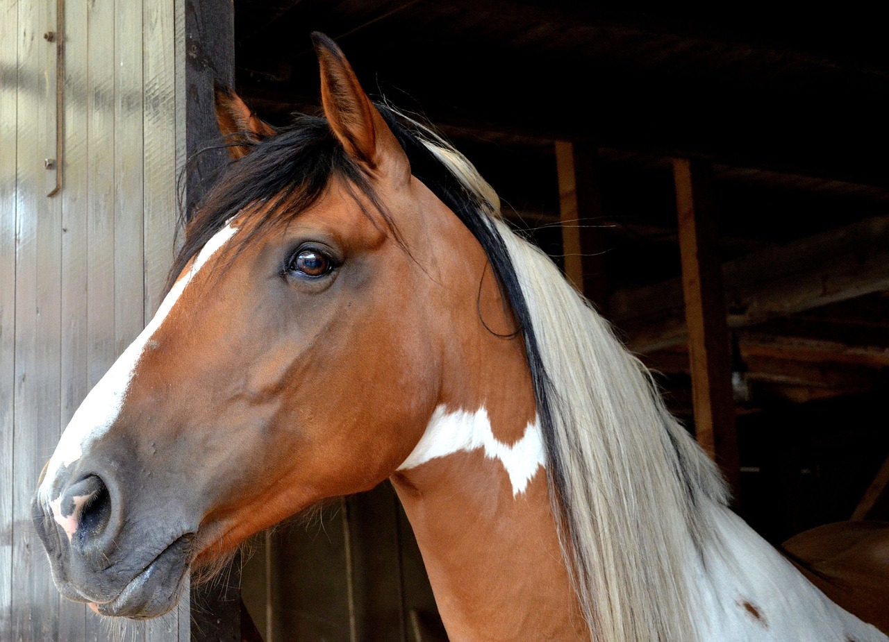 horse  andalusian quater horse  animal portraits free photo