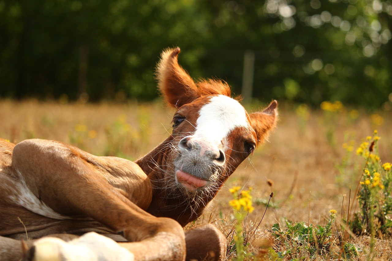 horse  foal  thoroughbred arabian free photo