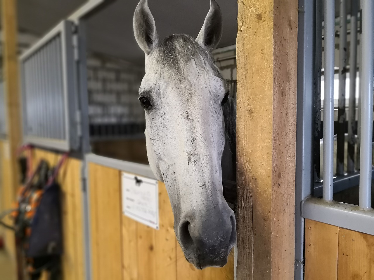 horse  stall  animals free photo