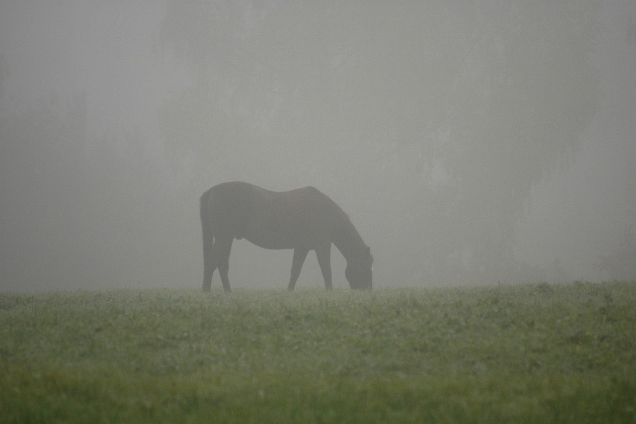 horse  fog  pasture free photo