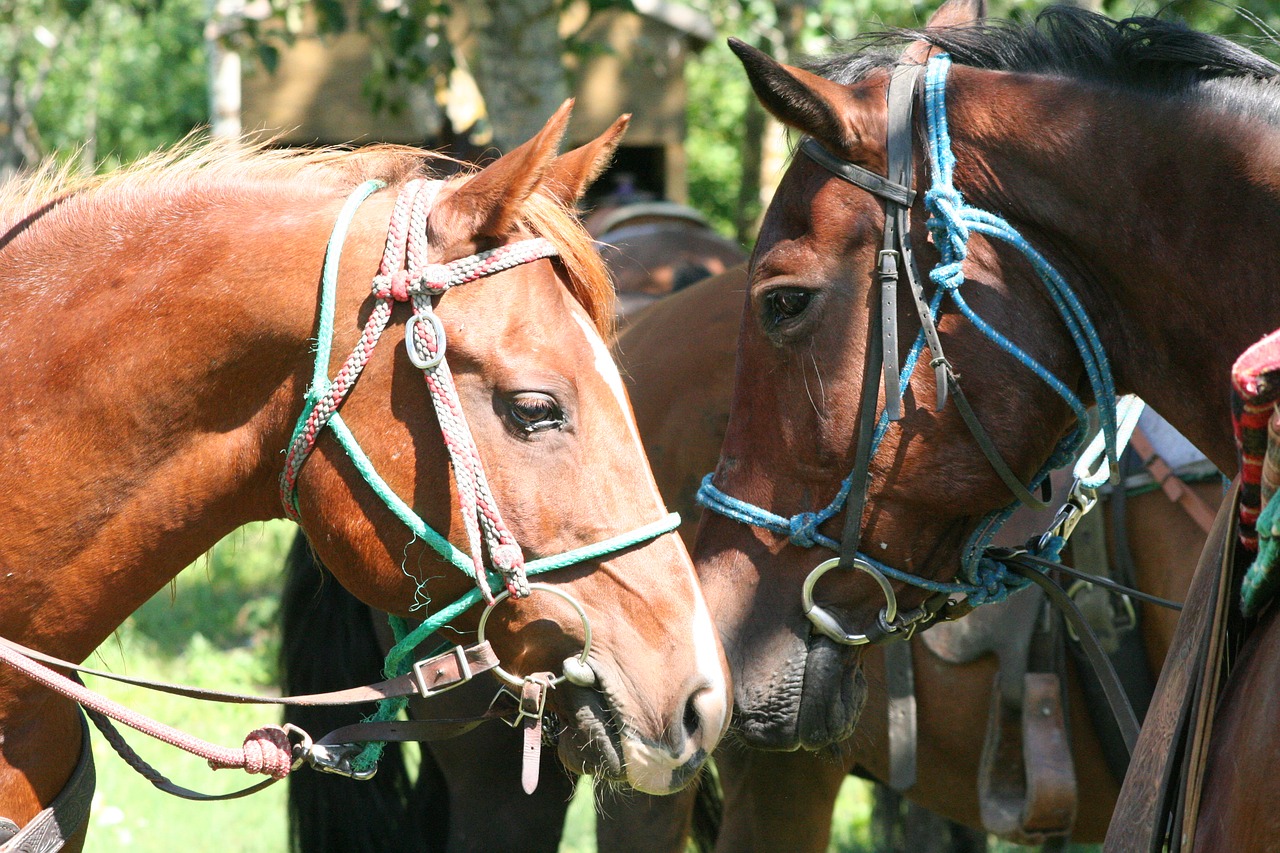 horse  tack  lead rope free photo