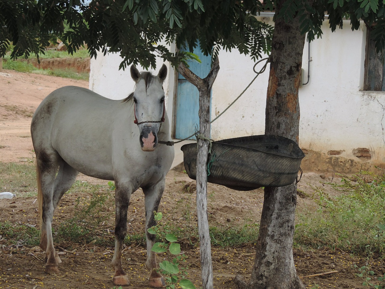 horse knight haras free photo