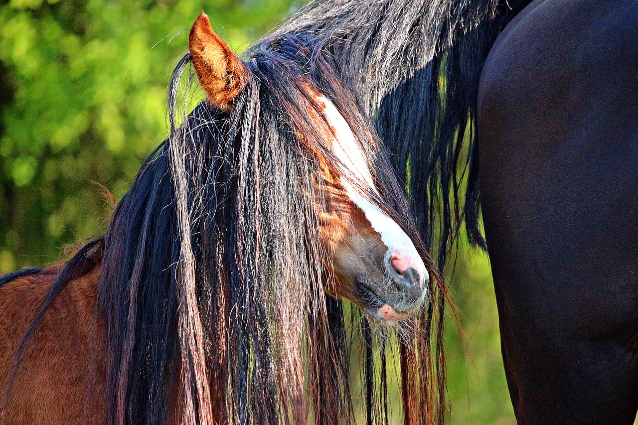 horse  mane  foal free photo