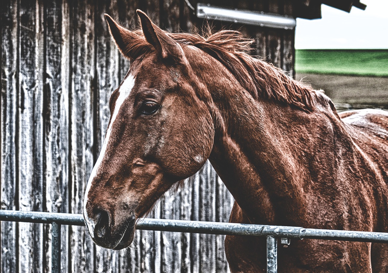 horse  brown  animal free photo